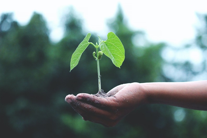 Plant growing in a hand