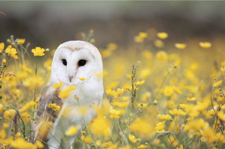 Barn Owl sat in a field of buttercups