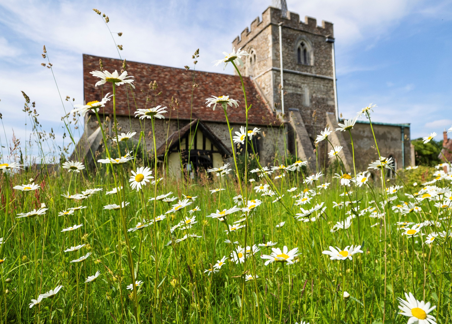 Church in distance with daisies in foreground